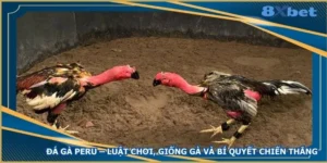 da-ga-peru-luat-choi-giong-ga-va-bi-quyet-chien-thang