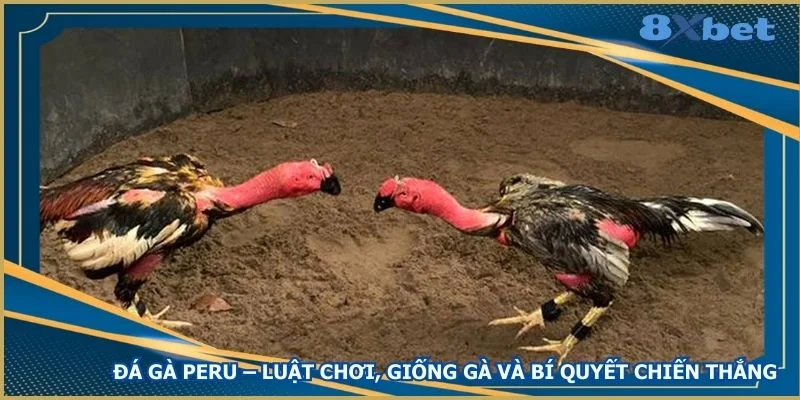 da-ga-peru-luat-choi-giong-ga-va-bi-quyet-chien-thang