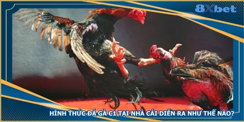 hinh-thuc-da-ga-c1-tai-nha-cai-dien-ra-nhu-the-nao